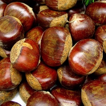 Chestnut